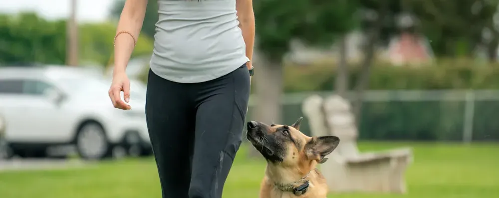 A K9aholics trainer heeling a dog off leash in a real world setting