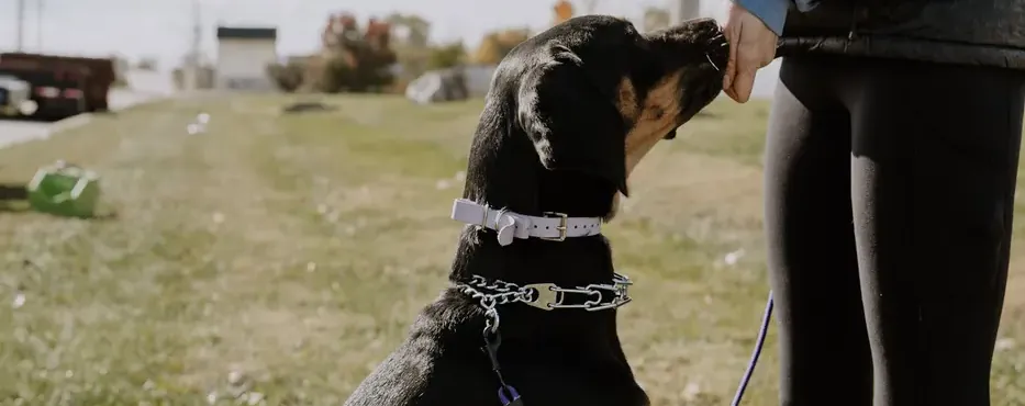 A dog being lured with a treat in a basic obedience class