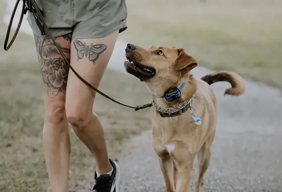 A dog in a board and train program with K9aholics