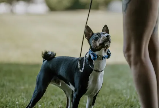 A trainer working with a dog during day training